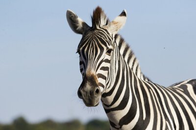 Fototapete Porträt eines schönen Zebras am Himmel