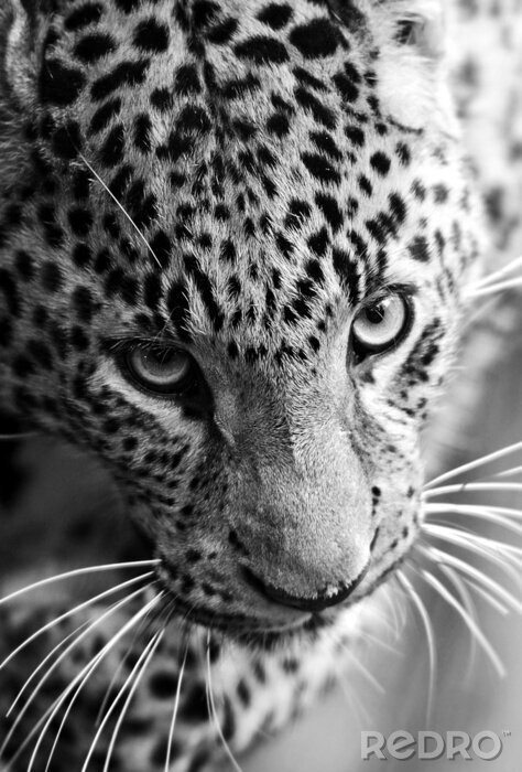 Fototapete Porträt eines schwarz-weißen Leoparden