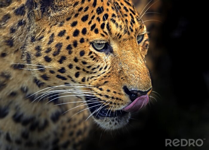 Fototapete Porträt eines sich ableckenden Leoparden