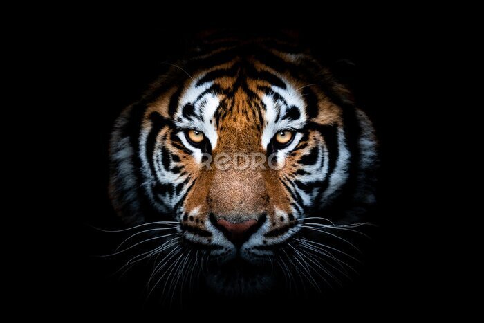 Fototapete Porträt eines Tigers auf schwarzem Hintergrund