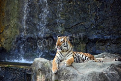 Fototapete Porträt eines tigers auf steinen