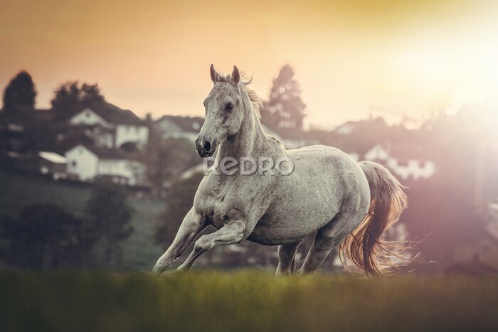 Fototapete Porträt eines weißen Araberhorses auf der Wiese