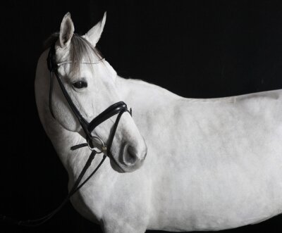 Porträt eines weißen pferdes