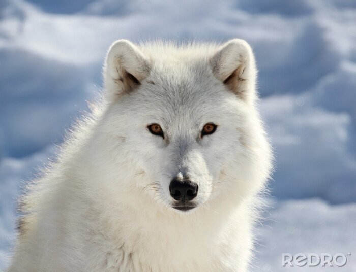 Fototapete Porträt eines weißen Wolfes am Himmel