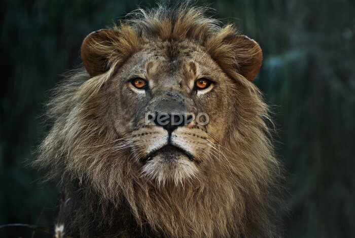 Fototapete Porträt eines wilden Löwen