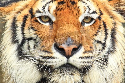 Fototapete Porträt eines wilden tigers