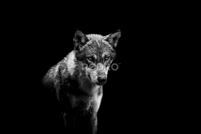 Fototapete Porträt eines Wolfes auf schwarzem Hintergrund