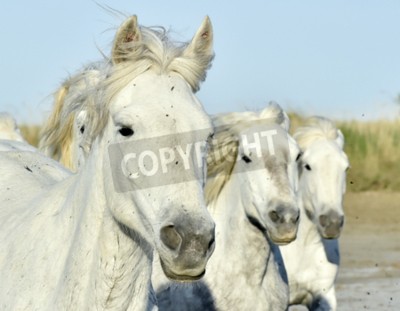 Fototapete Porträt von drei pferden