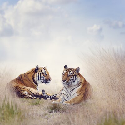 Fototapete Porträt von tigern in der savanne