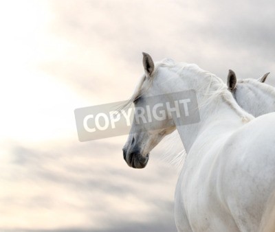 Fototapete Porträt von weißen pferden