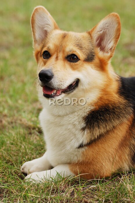 Fototapete Portrait der schönen Hund. Cardigan Welsh Corgi .