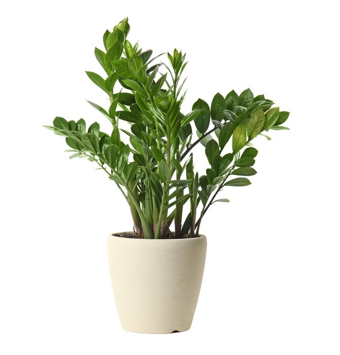 Fototapete Pot with Zamioculcas home plant on white background