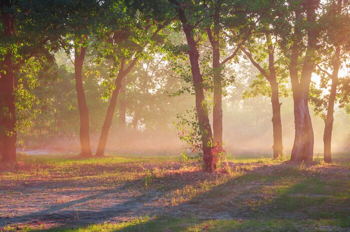 Fototapete Prächtige baumkronen in der sonne