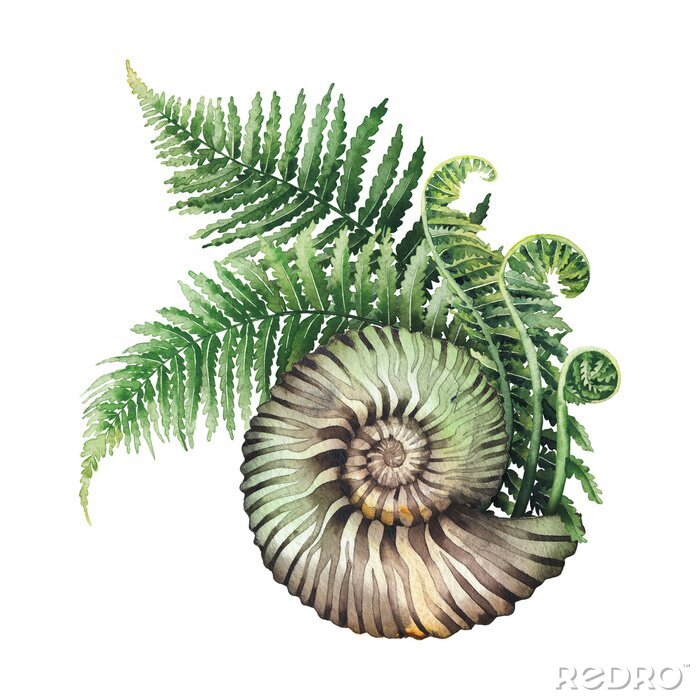 Fototapete Prehistoric watercolor seashell and fern branches