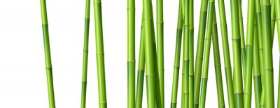 Fototapete Prossen von Bambus auf weißem Hintergrund
