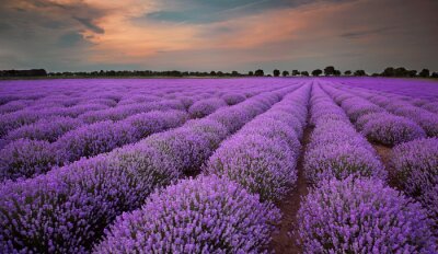 Provencefeld und Natur