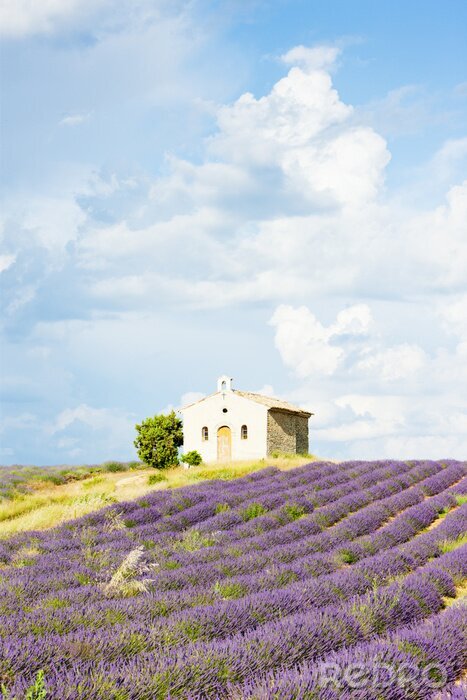 Fototapete Provenzalische Landschaft mit Lavendel
