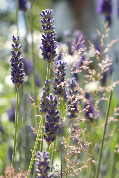 Fototapete Provenzalische Natur