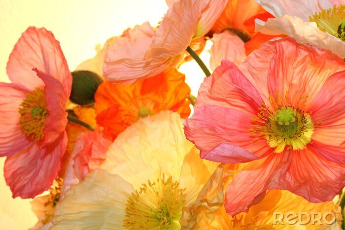 Fototapete Pudermohnblumen aus Papier Blütenblätter im Licht