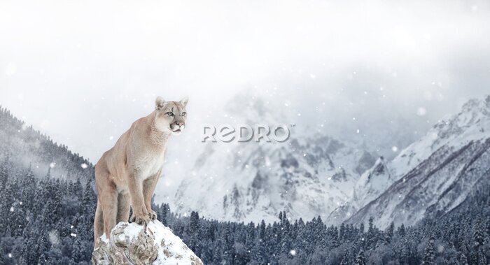 Fototapete Puma auf einem Felsen im Hintergrund schneebedeckte Berge