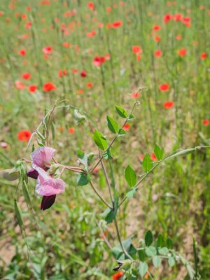 Fototapete Purple colored wild flower in a field of brightly red colored poppy flowers in spring