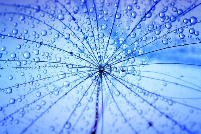 Fototapete Pusteblume auf blauem Hintergrund