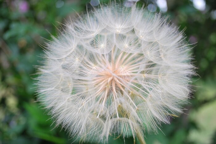 Fototapete Pusteblume auf buntem Hintergrund