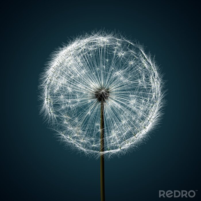 Fototapete Pusteblume auf dunkelblauem Hintergrund