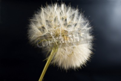 Fototapete Pusteblume auf dunklem Hintergrund