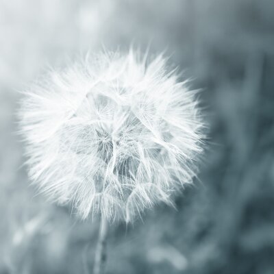 Fototapete Pusteblume auf einem grauen abstrakten Hintergrund