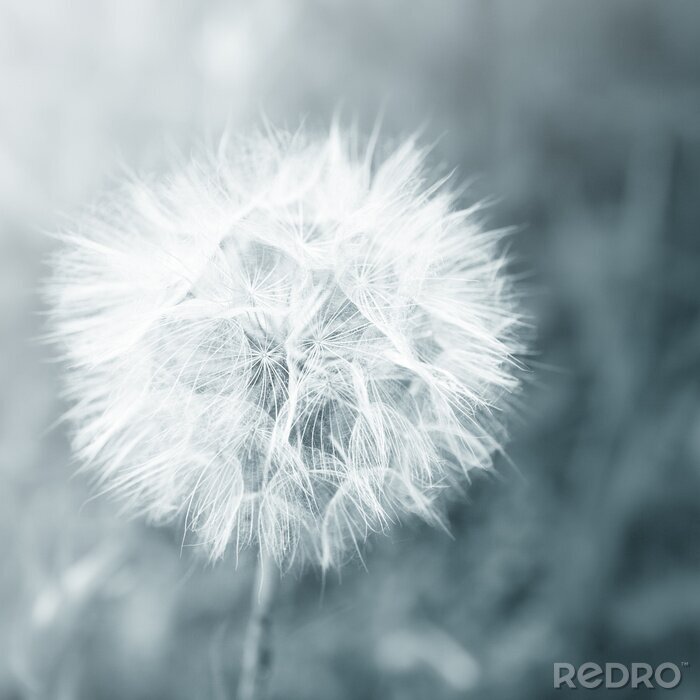 Fototapete Pusteblume auf einem grauen abstrakten Hintergrund