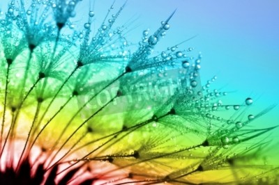 Fototapete Pusteblume auf regenbogenfarbenem Hintergrund