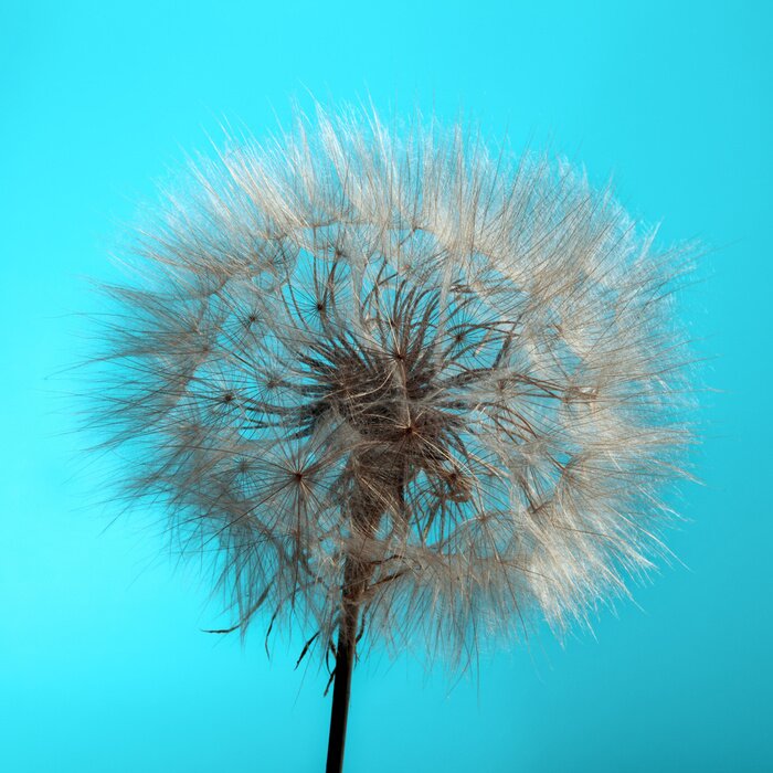 Fototapete Pusteblume auf türkisfarbenem Hintergrund