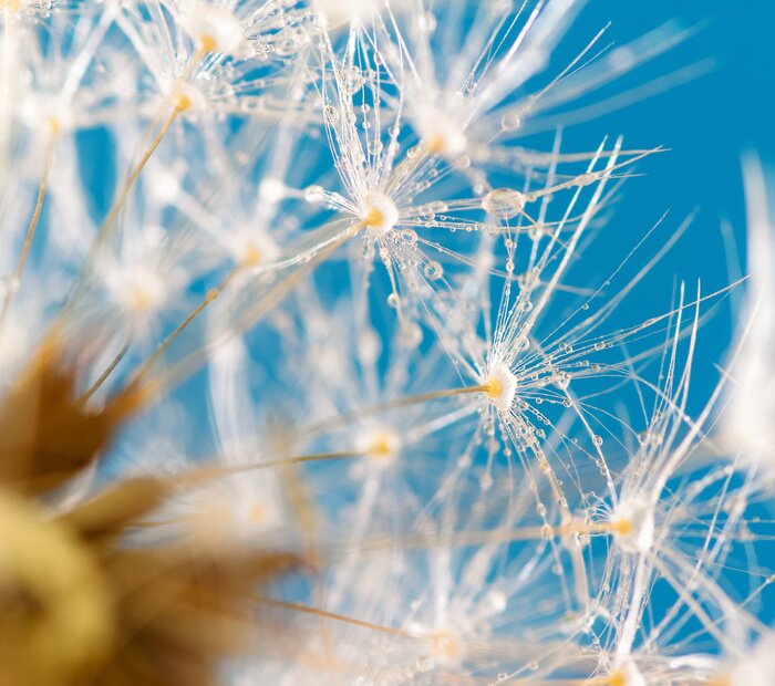 Fototapete Pusteblume Himmel und Tau