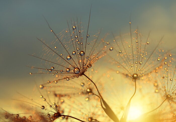 Fototapete Pusteblume im Morgengrauen