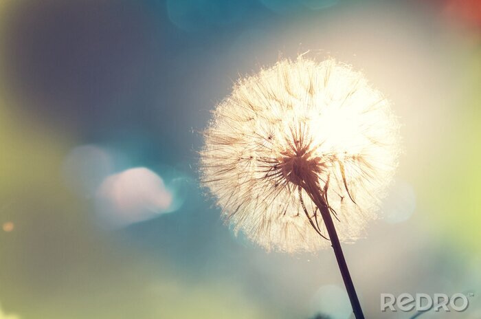 Fototapete Pusteblume in der Sonne