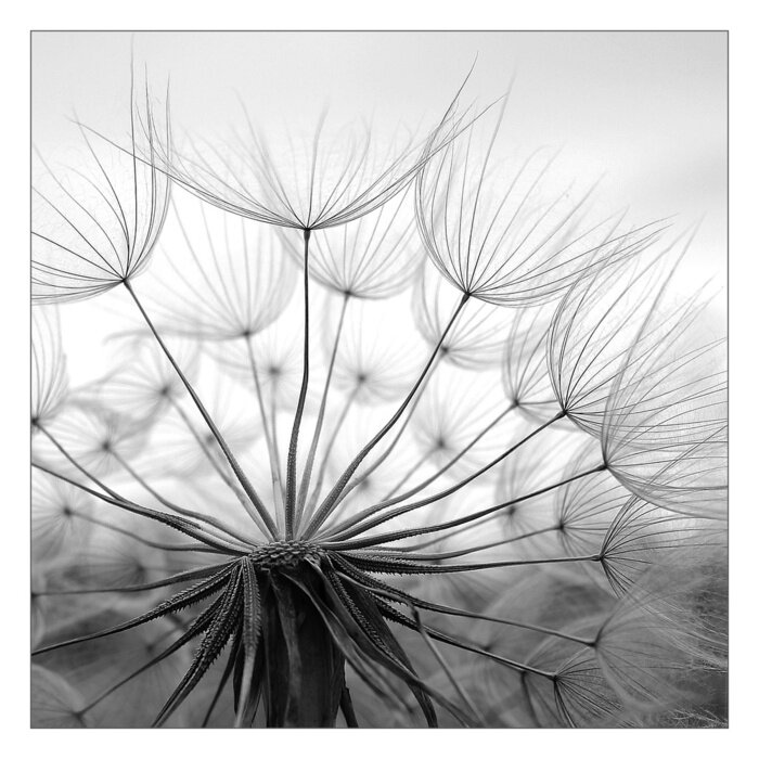Fototapete Pusteblume in Grautönen