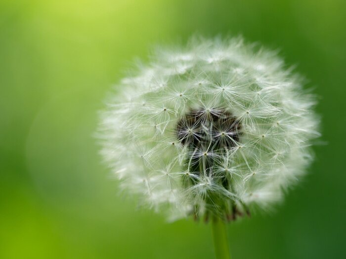 Fototapete Pusteblume in Nahaufnahme auf grünem Hintergrund