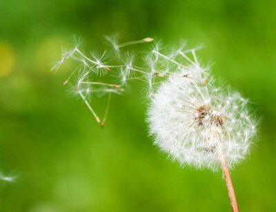 Fototapete Pusteblume Natur
