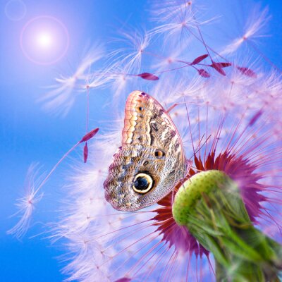 Fototapete Pusteblume Schmetterling und Sonne