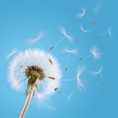 Fototapete Pusteblume und blauer Himmel