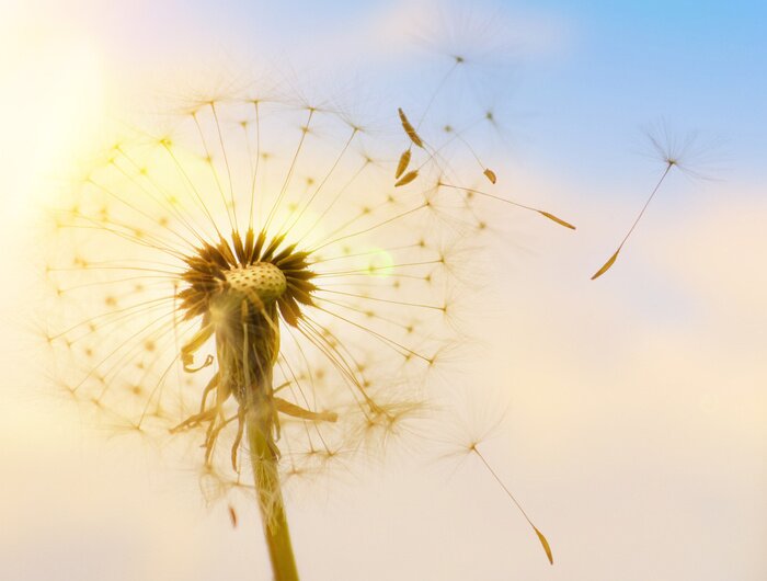 Fototapete Pusteblume und fliegende Samen