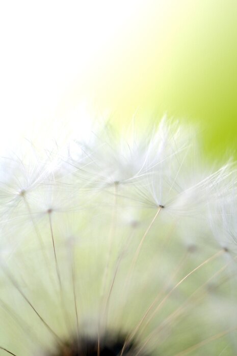 Fototapete Pusteblume und Natur