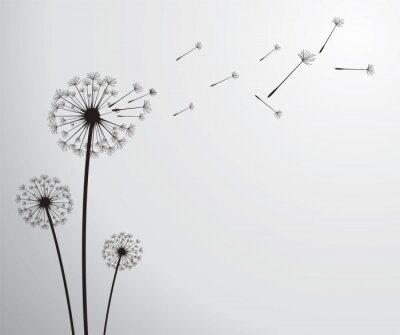 Fototapete Pusteblume und Samen auf grauem Hintergrund