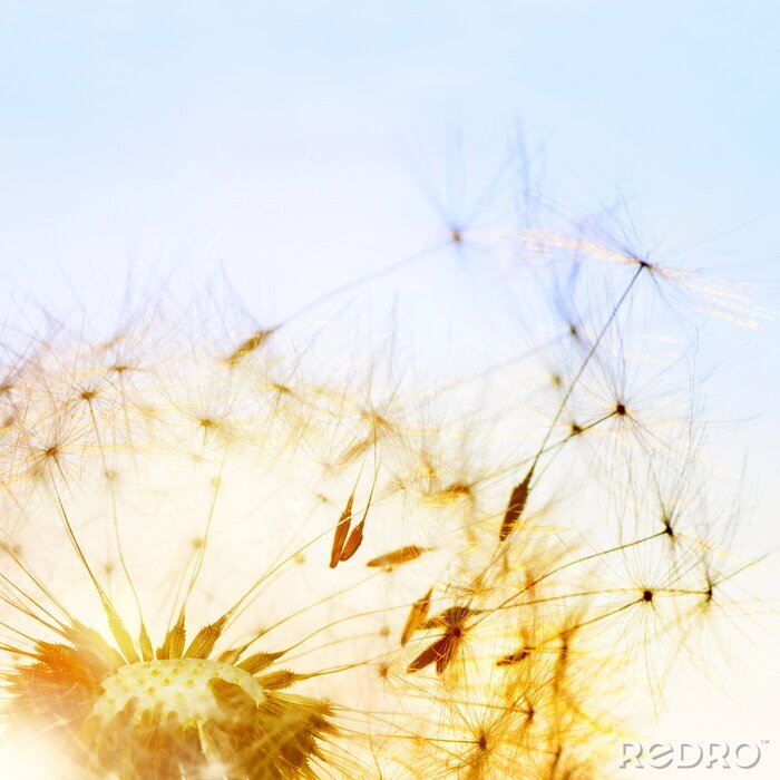 Fototapete Pusteblume und Samen in der Sonne