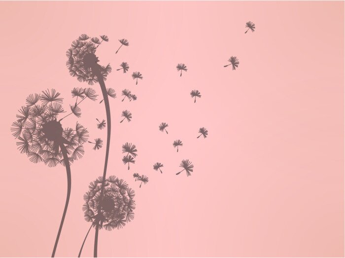 Fototapete Pusteblume und Samen in Rosatönen