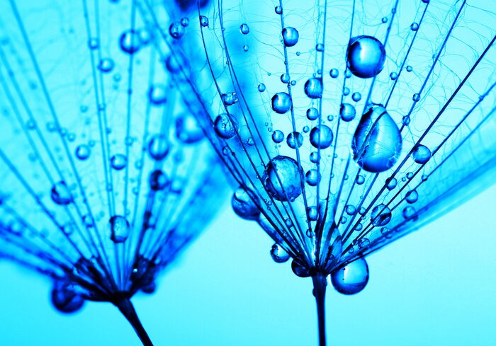 Fototapete Pusteblume und Tropfen auf blauem Hintergrund