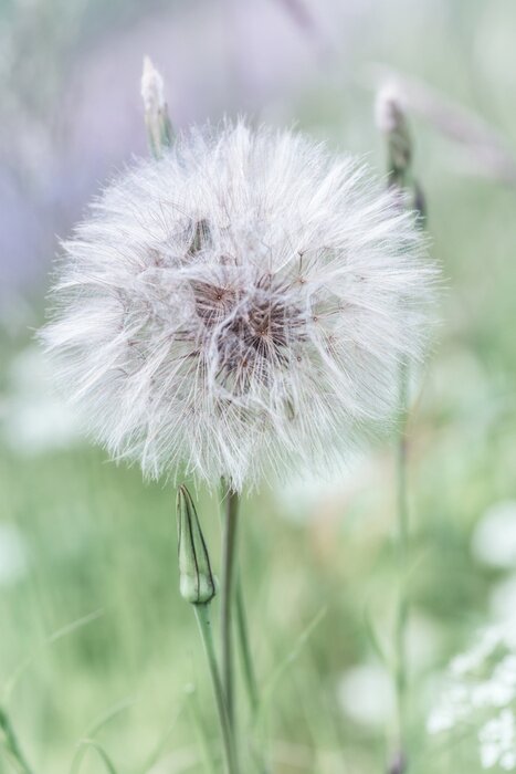 Fototapete Pusteblume und Wiese