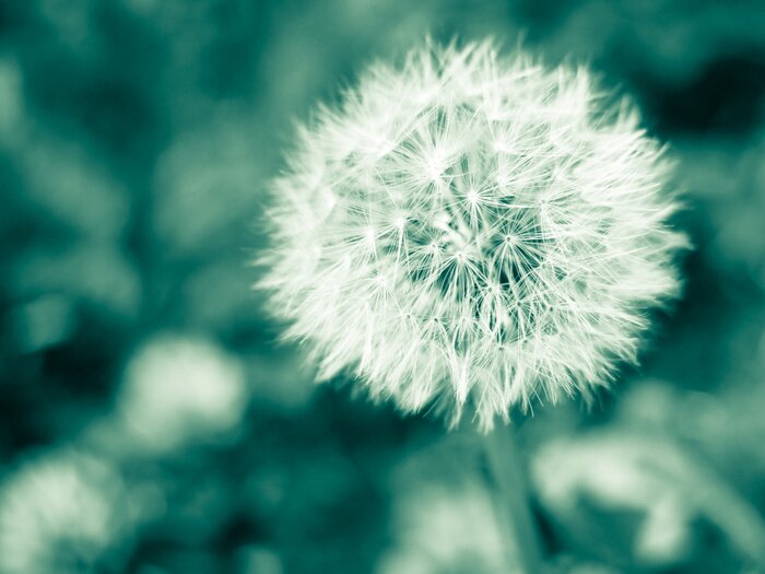 Fototapete Pusteblume vor dem Hintergrund des Grüns