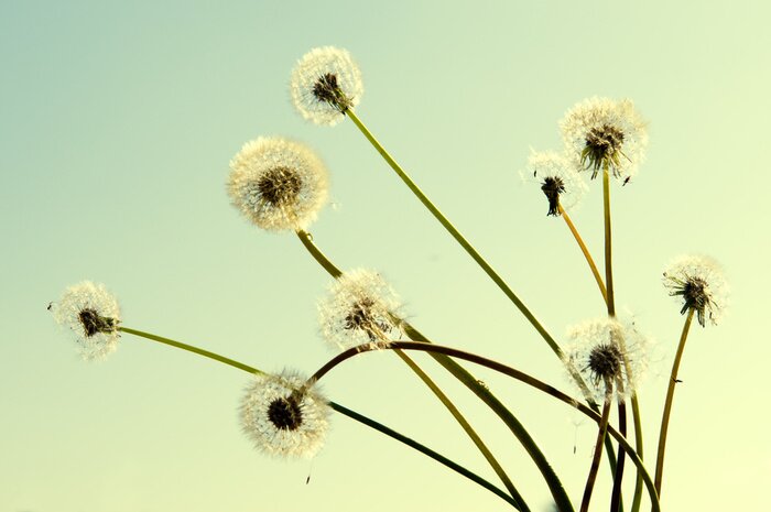 Fototapete Pusteblumen 3D auf der Wiese